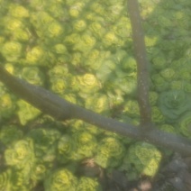菊花心菜