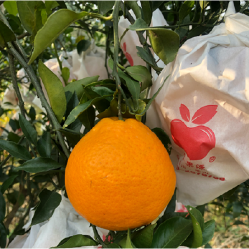 [春见柑桔批发]耙耙柑价格2.00元/斤 - 一亩田