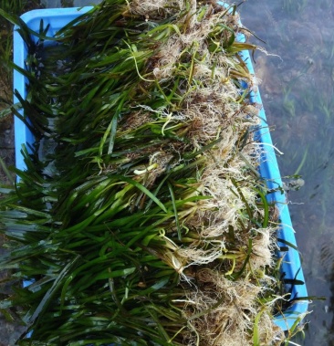 临桂水生植物矮生苦草四季苦草刺苦草干净无杂物