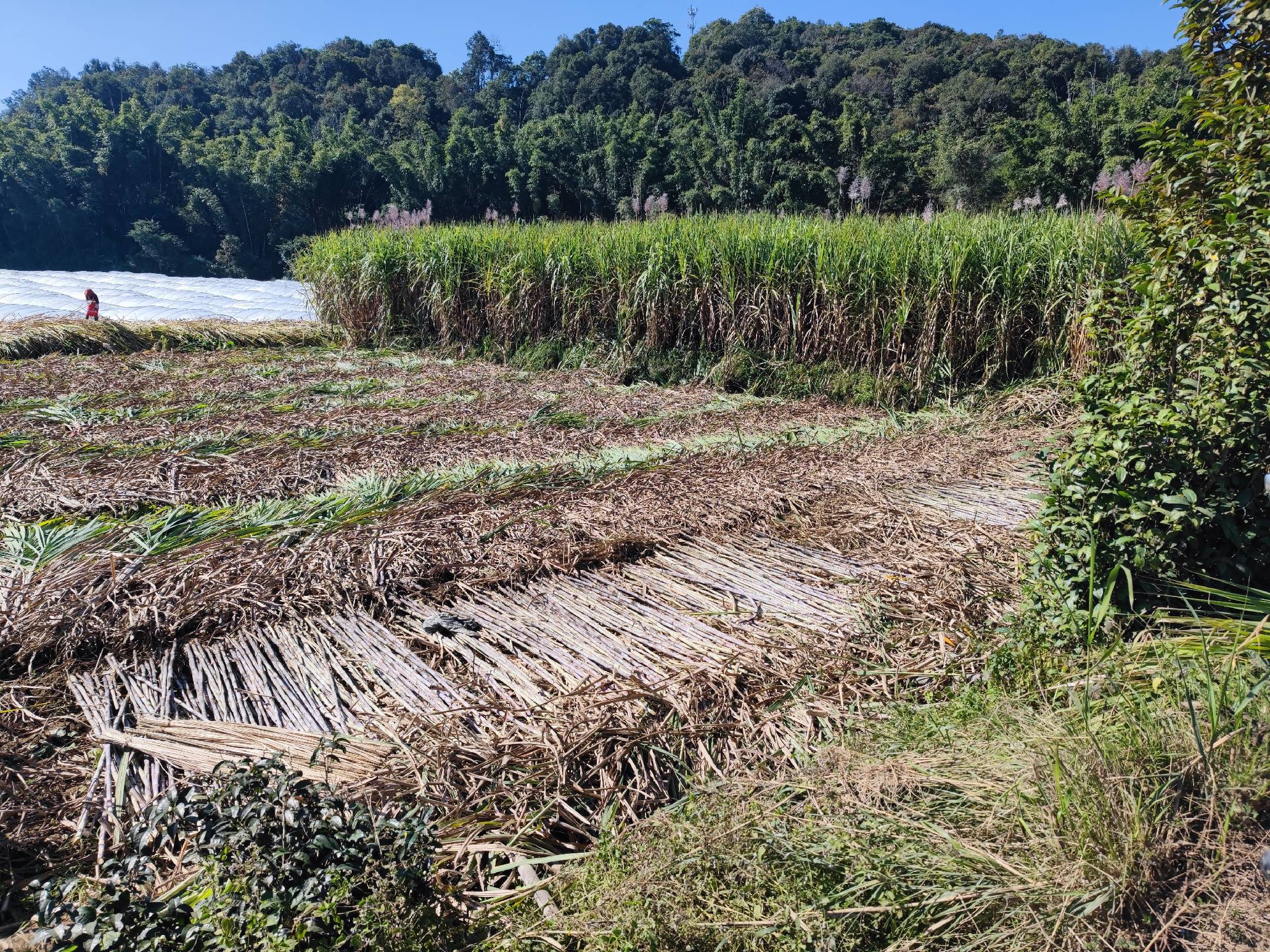 油菜杆青贮发酵处理
