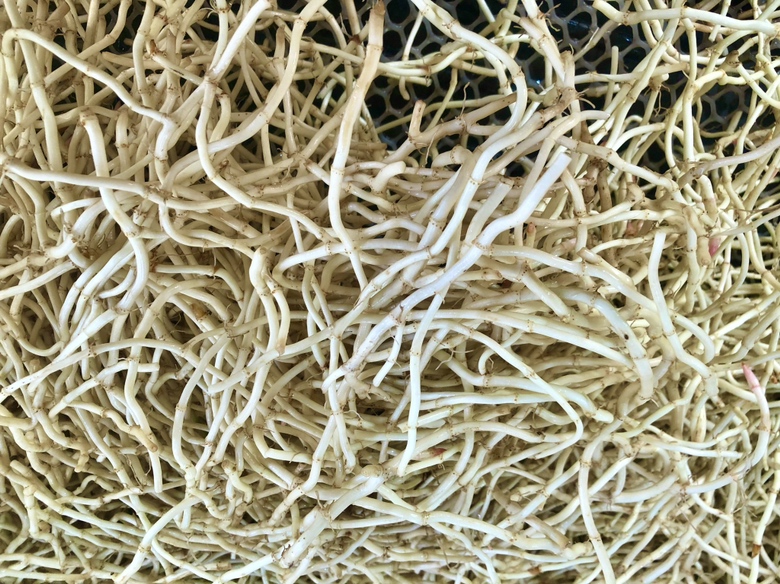 现代化鱼腥草根初加工车间场景