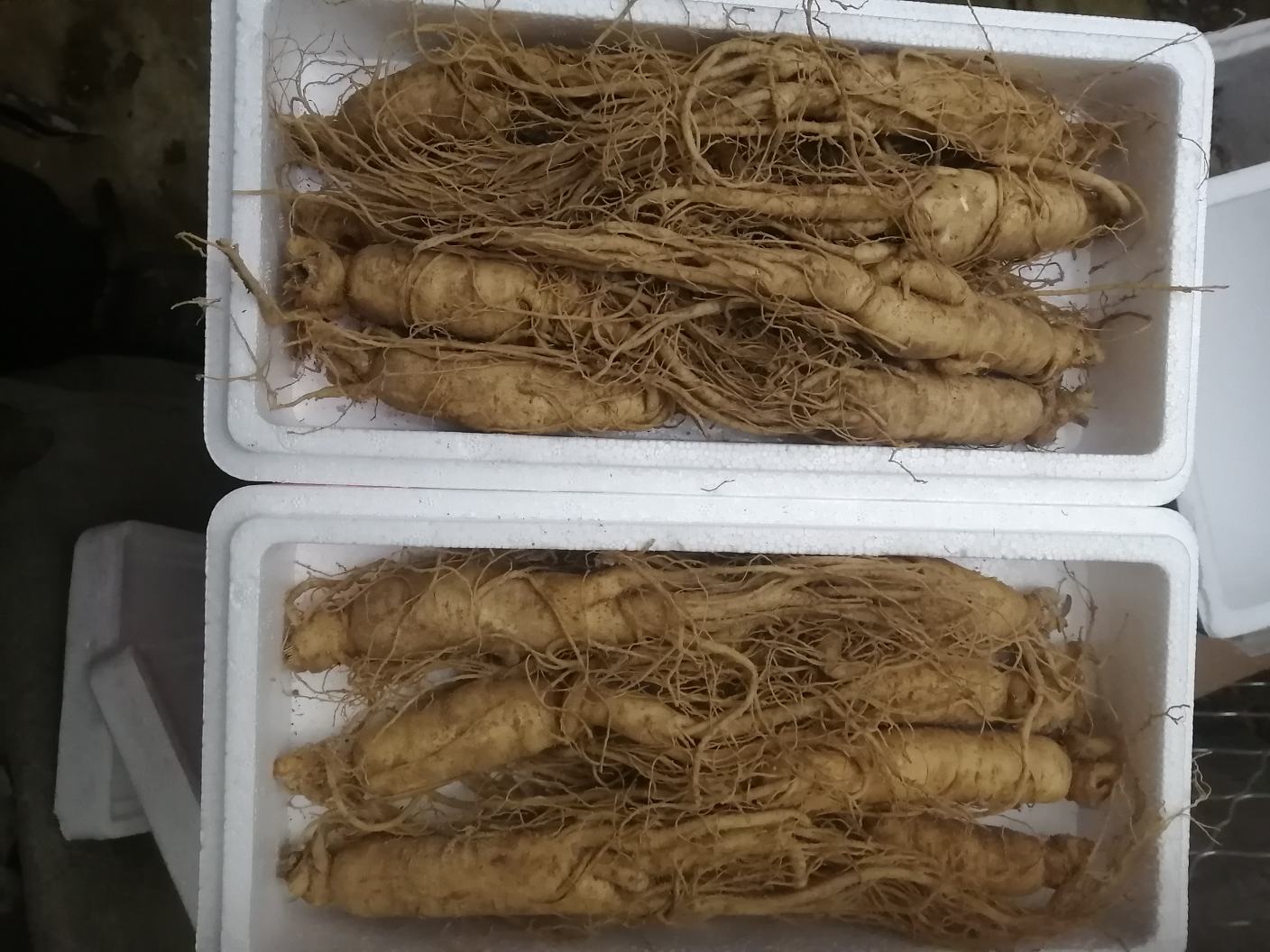 热水冲泡鲜人参