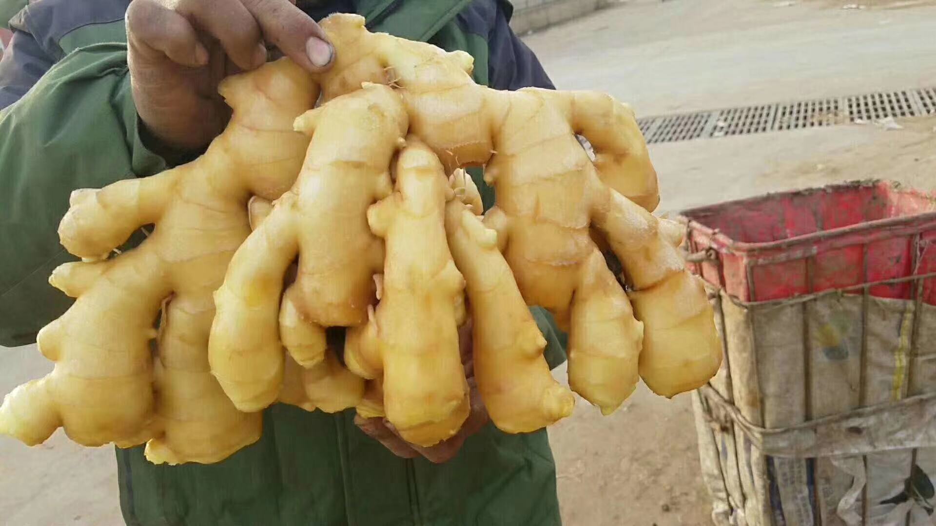 大黄姜切片与成品展示