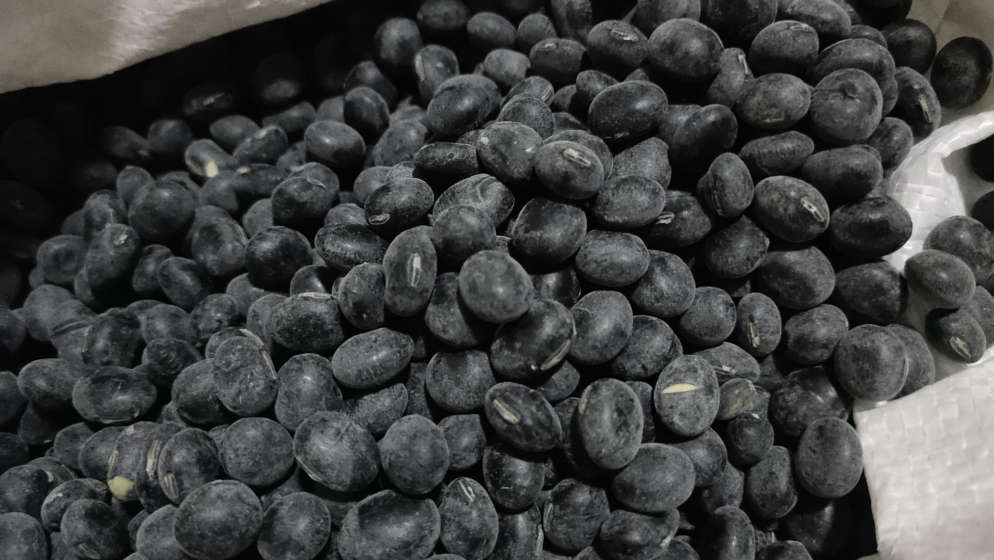 一片阳光下的黑豆种植田,植株整齐排列,部分已成熟开荚露出黑色豆粒,农民正在田间采收,背景为乡村田园风光,体现黑豆作为农产品的原生态属性 黑豆种植田景观