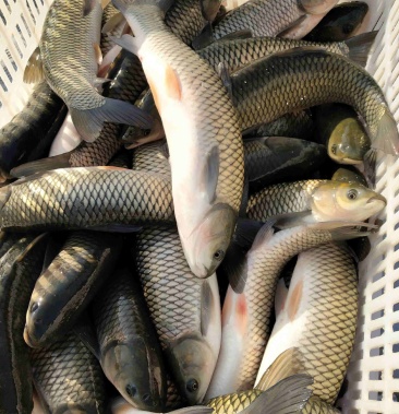 [草鱼批发]草鱼 2斤到4斤大量现货供应价格7.00元/斤 - 一亩田