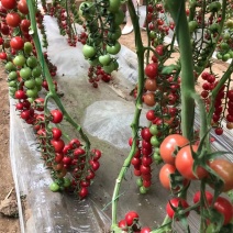 小粉贝贝番茄苗圣女果苗粉色红色绿色紫色采摘类西红柿苗