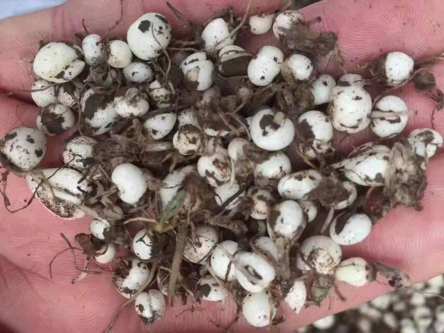 展示川贝母采收现场,工人正在使用小铲小心挖出鳞茎,注意避免损伤根部 川贝母采收操作