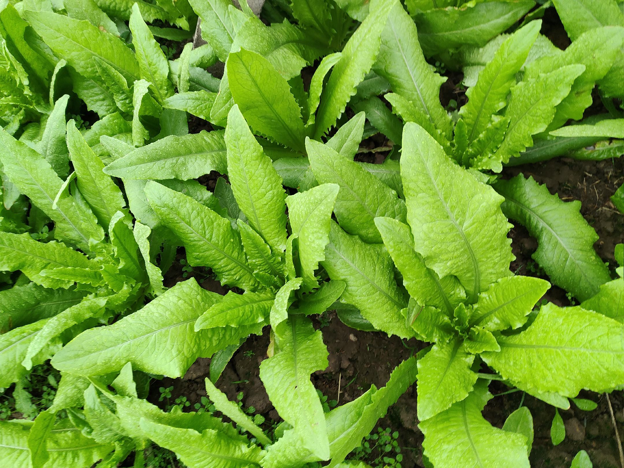 油麦菜与莴苣外观对比图