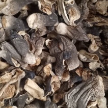自种的干草菇质优价廉，货源充足