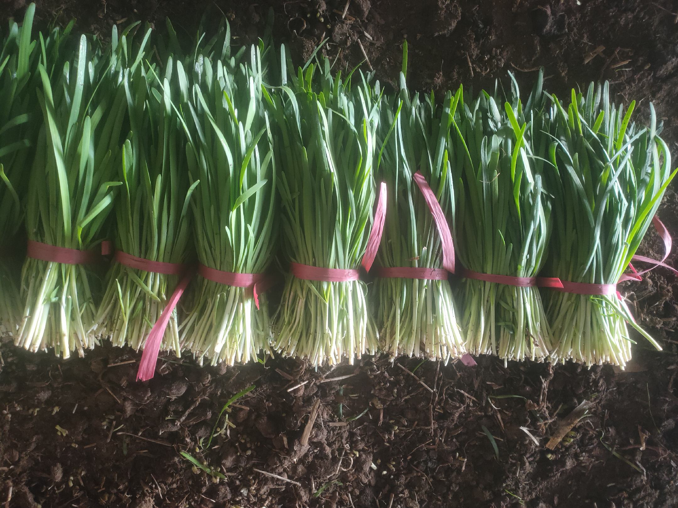 韭菜红糖水制作过程示意图