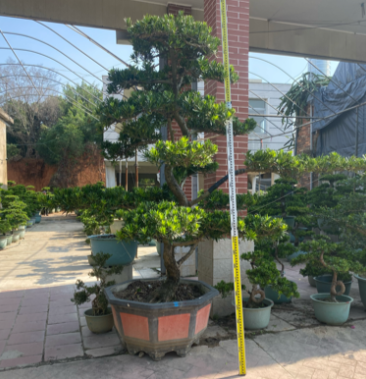 罗汉松基地批发2米5高罗汉松