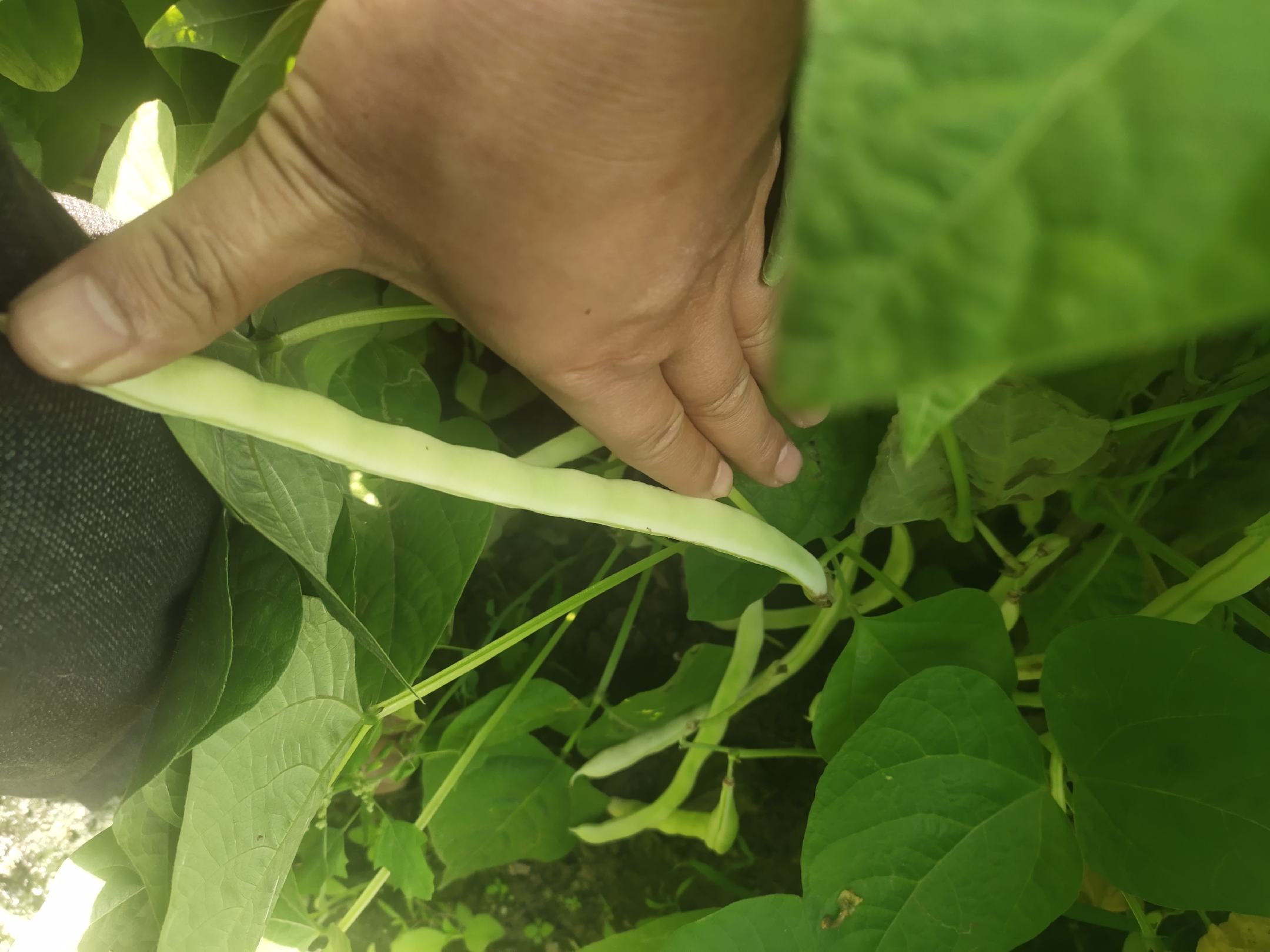 图示内容包含:一名戴手套的采摘人员正在田间作业,左手扶茎,右手轻捏嫩荚基部进行折断式采收;旁边放置两个分类筐,绿色筐内为合格嫩荚,黄色筐内为已长老的黄化豆荚用于留种处理 荷兰豆标准化采收流程示意图