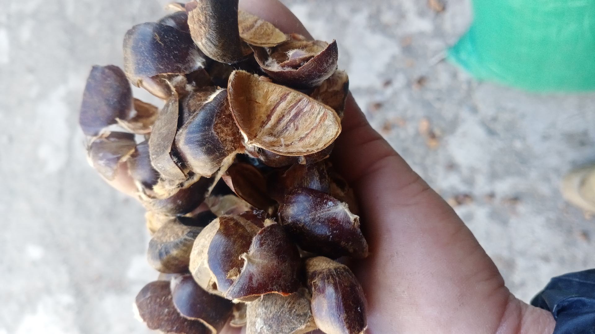 一只手固定一颗迁西板栗,另一只手持小刀在其顶部均匀划出十字形切口,切口清晰可见,背景为木质砧板和厨房工具 迁西板栗划口操作