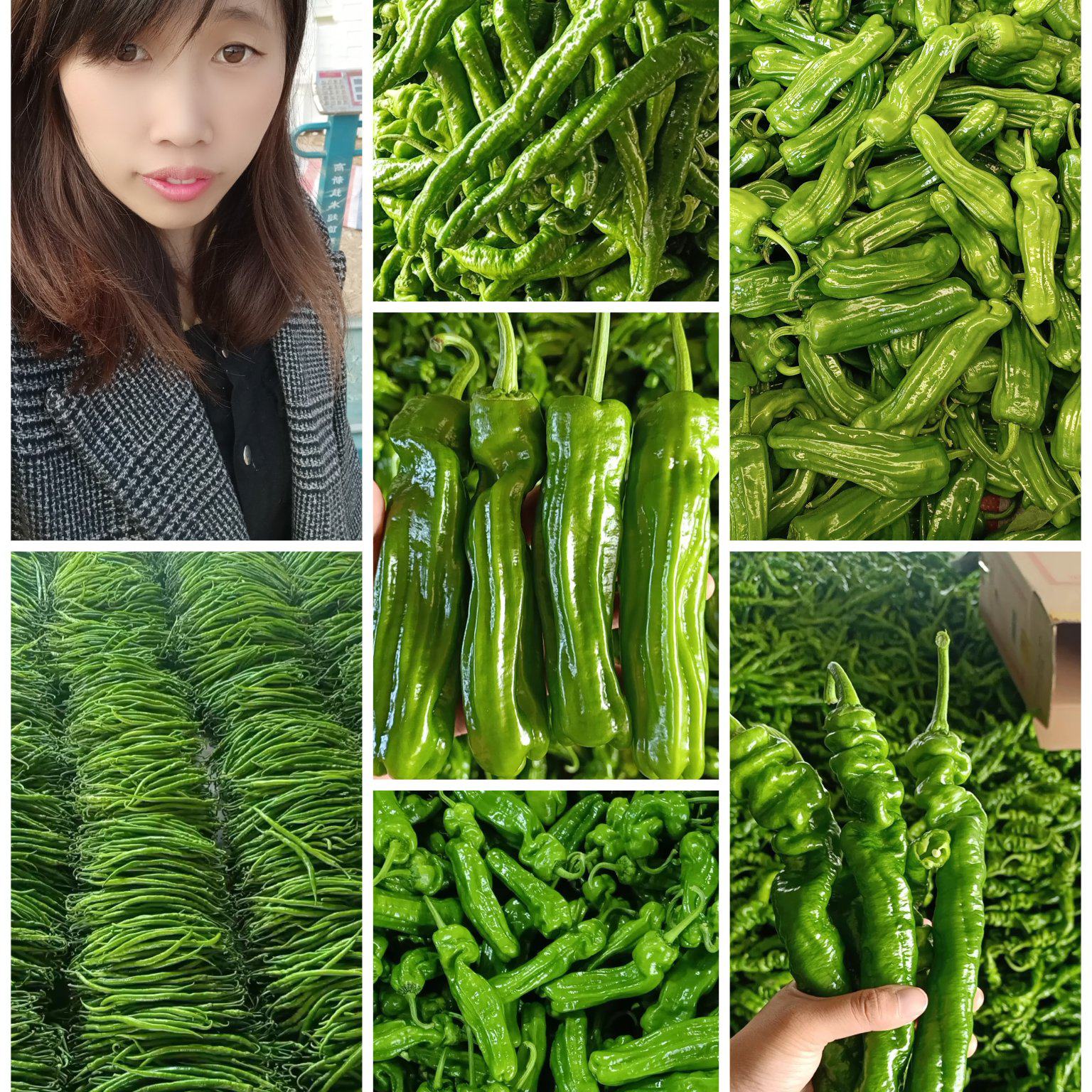 [薄皮椒批发]山东临沂费县鲜辣椒 1.00元/斤新优薄皮椒【原产 _ 一亩田