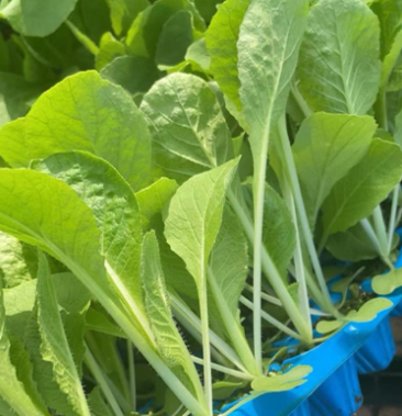 [白菜苗批发]白菜苗一级苗,现苗,全国接单,欢迎来电咨询洽谈价格0.16