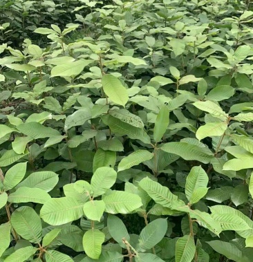 批发]大叶风流果苗,皮薄肉厚果大高产早熟品种带营养杯泥发货价格8