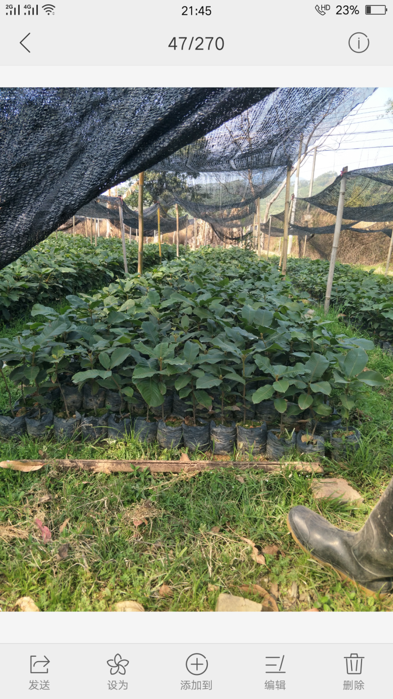 苗阴阳果树苗强肾嫁接风流果苗肾宝果广西灵山县0635/棵风流果,壮阳
