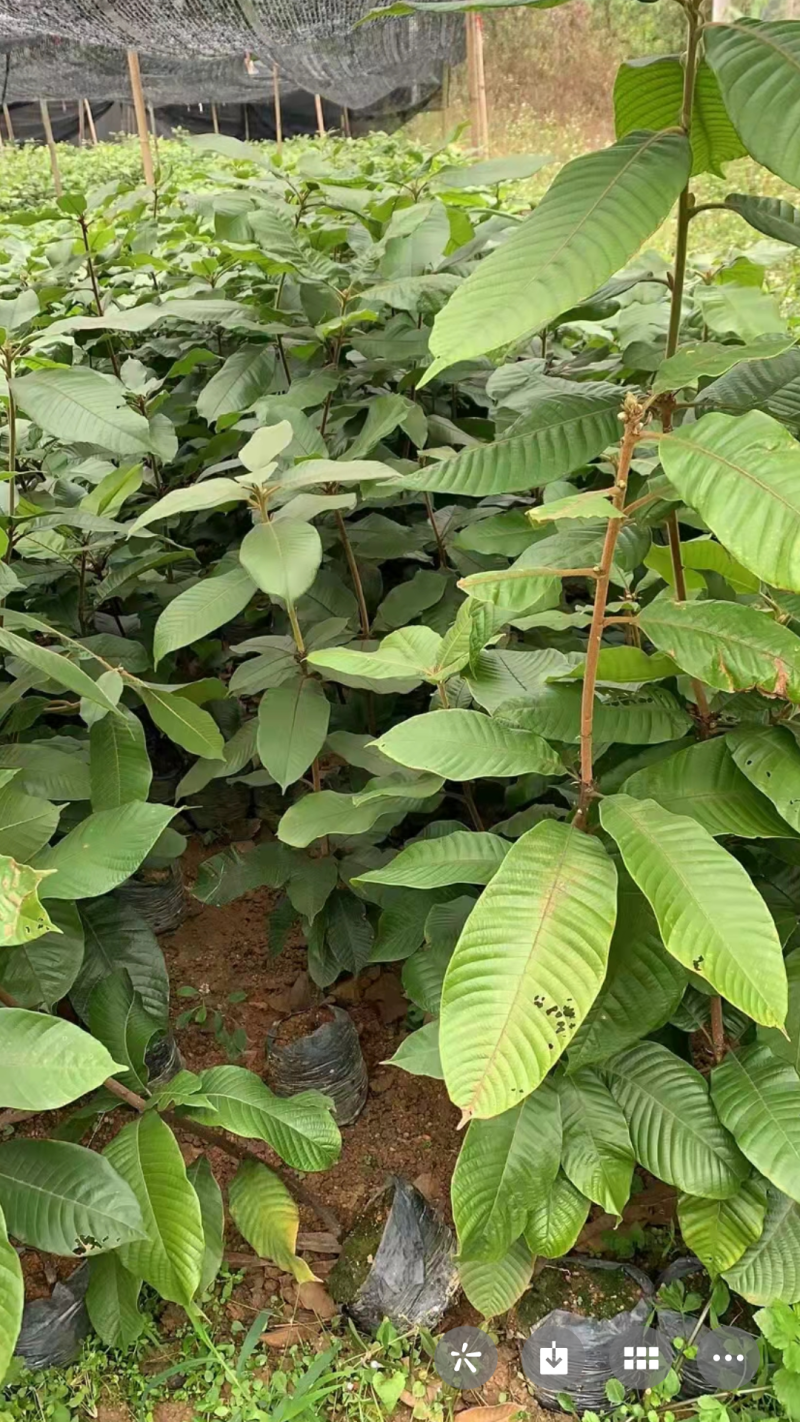 树苗阴阳果树苗强肾嫁接风流果苗肾宝果广西灵山县0635/棵风流果