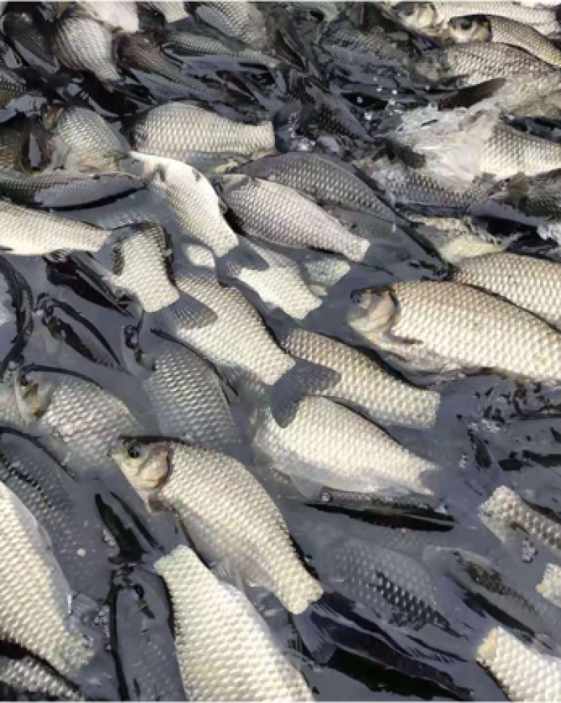 中科三号【麻鲫】各种鱼苗 成品鱼  养殖场直发欢迎咨询
