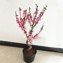 寿星桃桃花盆栽带花苞老桩重瓣寿星桃树盆景室内外庭院观赏树