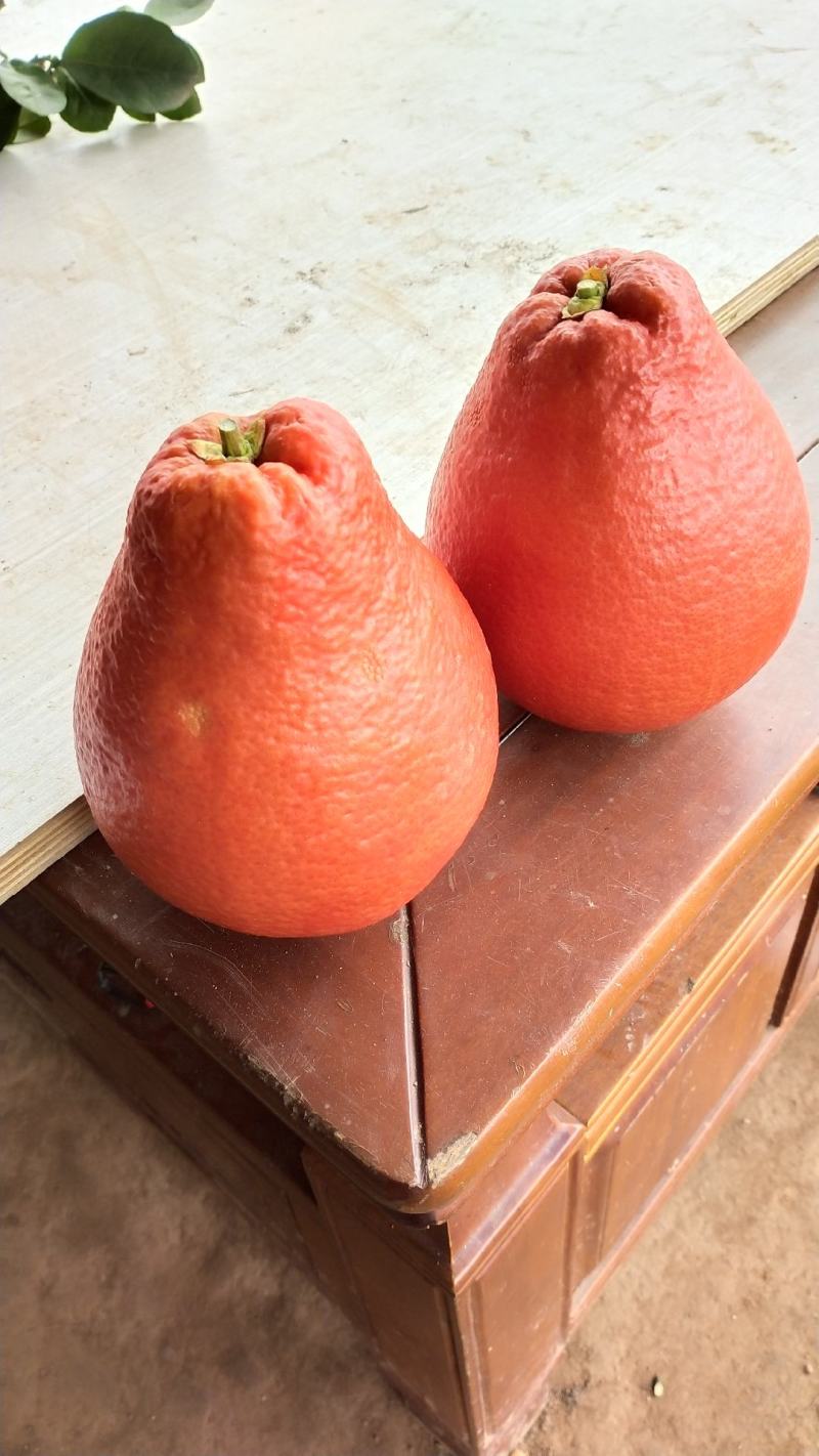 进口泰国暹罗红香水柚大红袍三红柚苗沙田柚子果树苗木