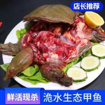 外塘鲜活现杀甲鱼水鱼批发价食用大小麻辣卤甲鱼去皮去内脏