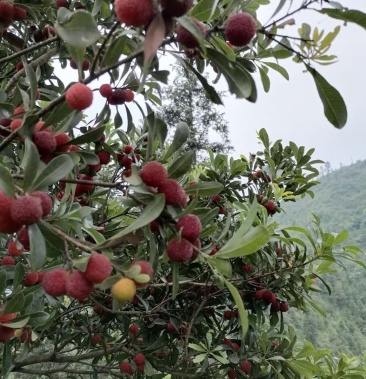 精品果子台梅杨梅苗苗子健壮成活率高果子大口感很好