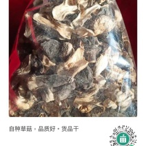 自种干草菇质优价廉，货源充足