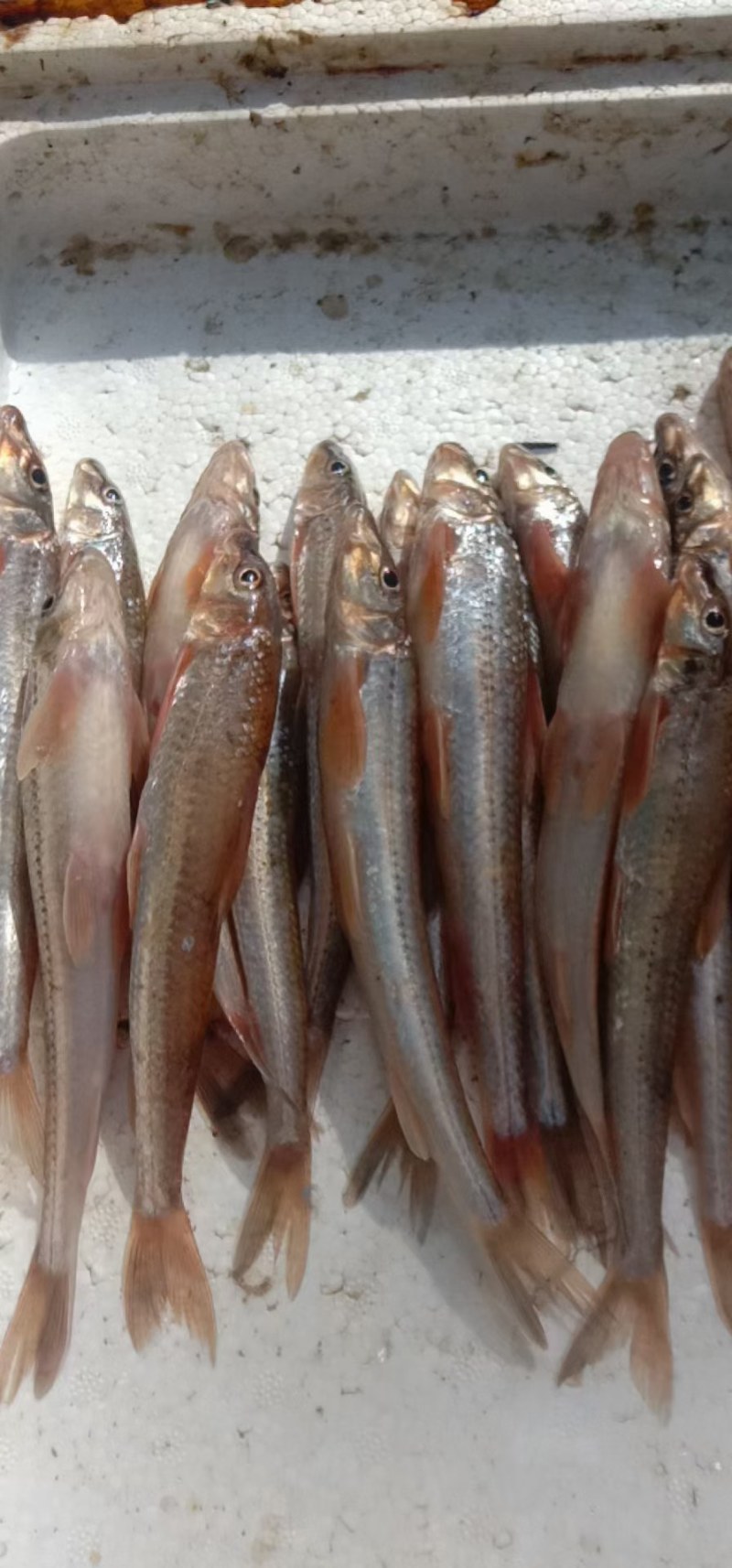 【联系我时,请说是在一亩田上看到的】评价详细信息供应分类点击查看