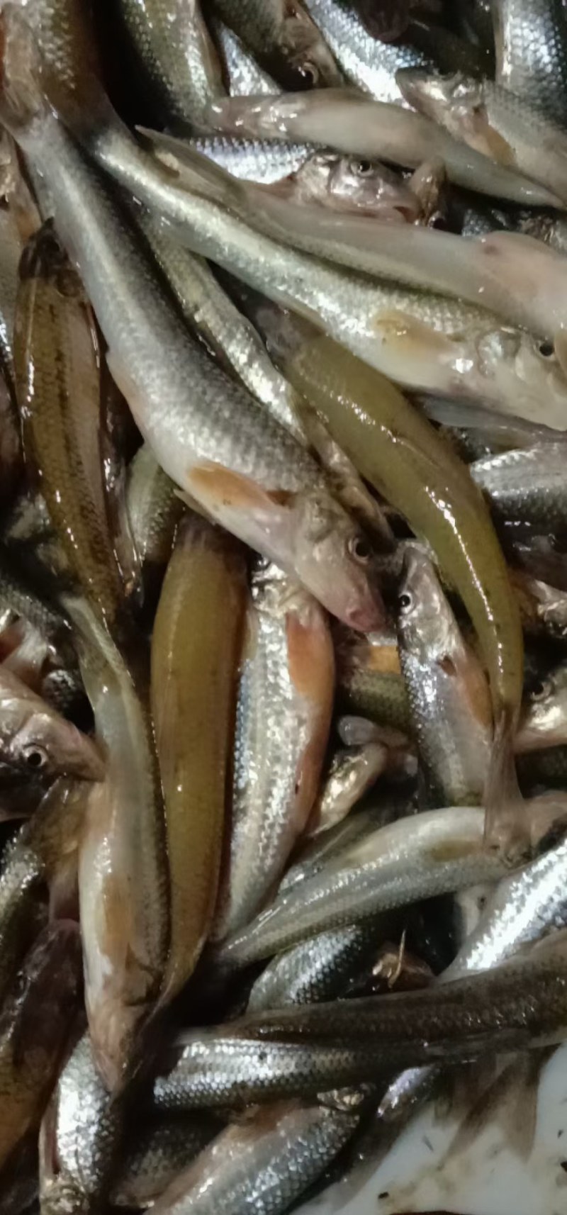 船丁鱼,棍子鱼,棒棒鱼