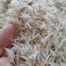 新货本港新鲜天热虾皮