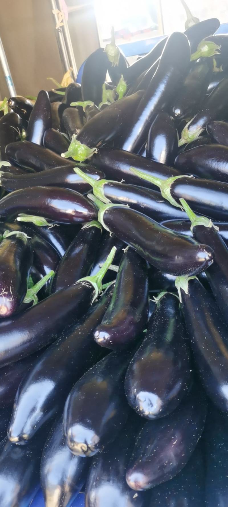 云南红河长茄高原黑亮茄子口感佳欢迎老板进店选购
