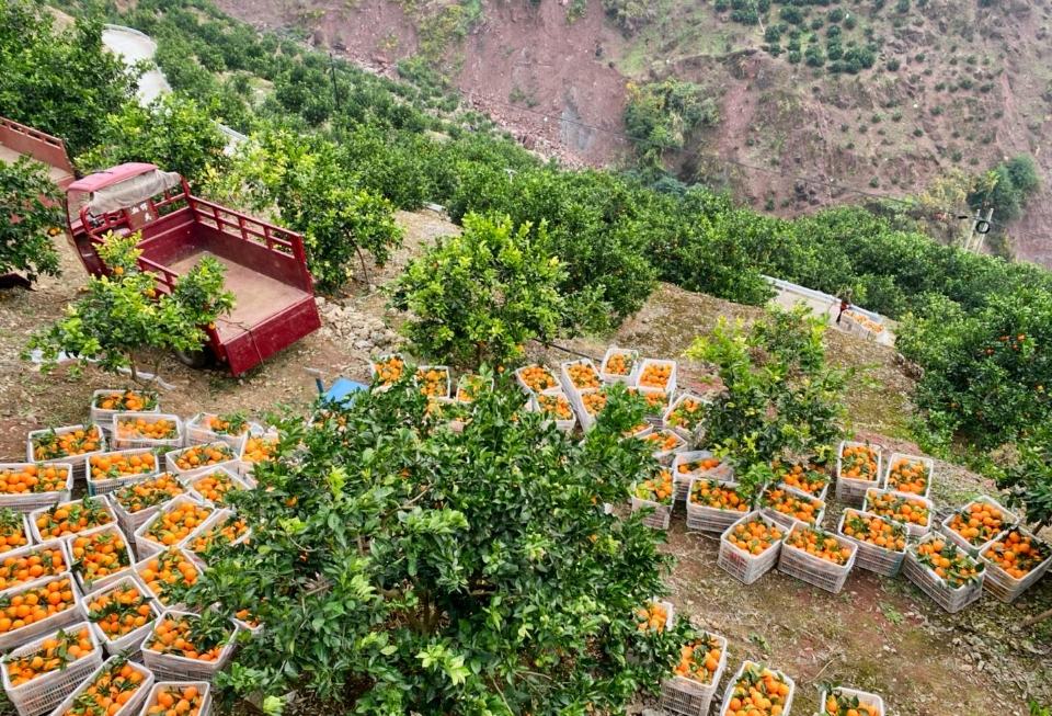 奉节脐橙采摘现场图