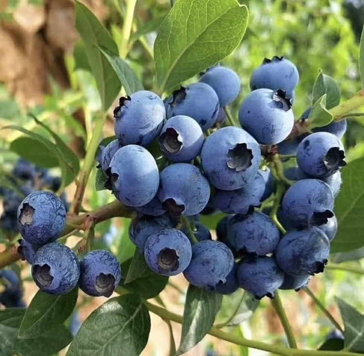 大兴安岭蓝莓节现场热闹非凡，游客在摊位前品尝新鲜蓝莓