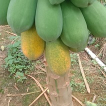 木瓜甜度高品质好长期供应