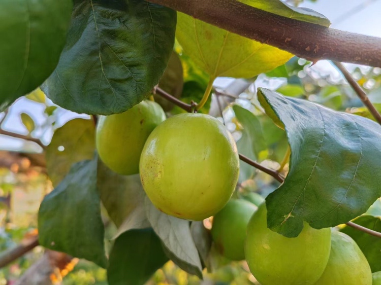 山枣植株与果实特写