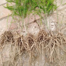 芦笋种苗多年生芦笋种根多年生蔬菜苗四季种植