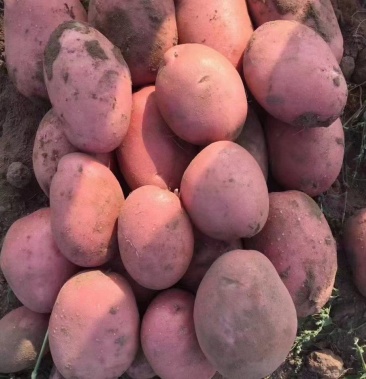 纯沙地雪川红土豆大量有货颜色亮薯型好超市市场专供