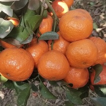 沙糖果