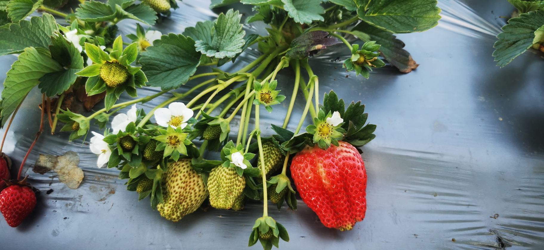 草莓移栽后管理图