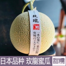 海南网红玫陇瓜网纹哈密瓜一件代发对接电商全国批发市场