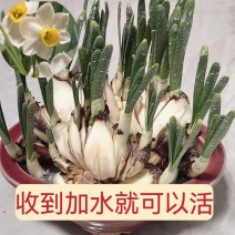 漳州水仙花盆栽水养花卉年宵花卉水培花头春节