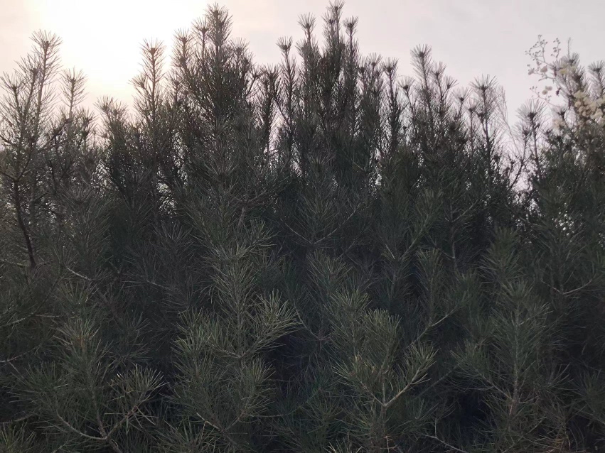 白皮松成年林相图