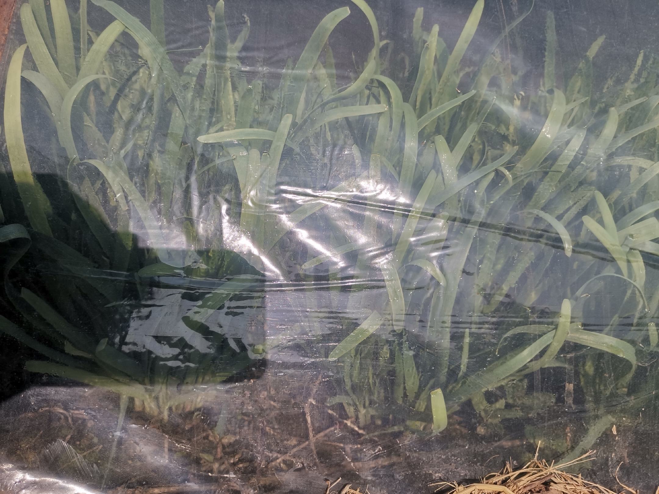 一张展示韭菜种植环境的示意图,包括阳光照射、土壤状况和灌溉系统的布置 韭菜种植环境示意图