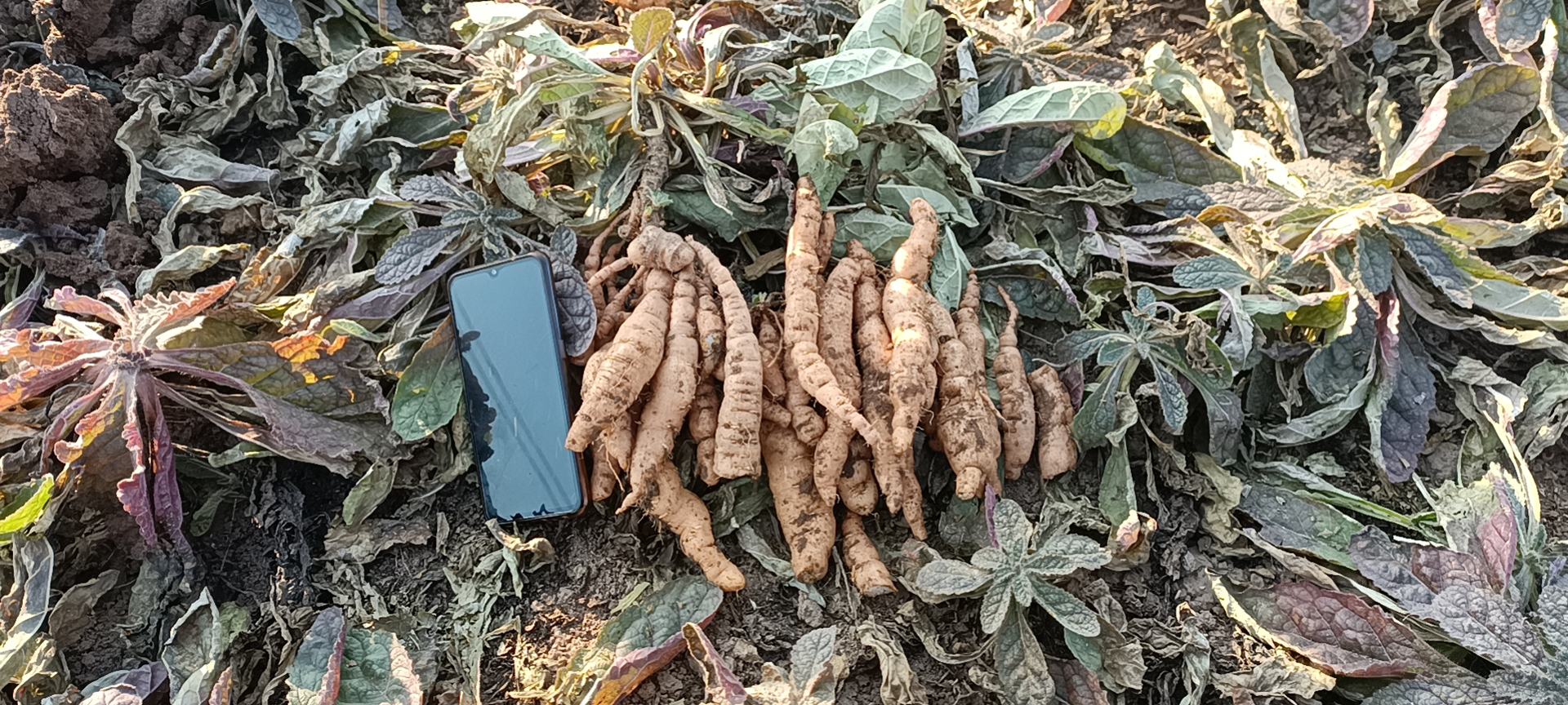 地黄种植现场