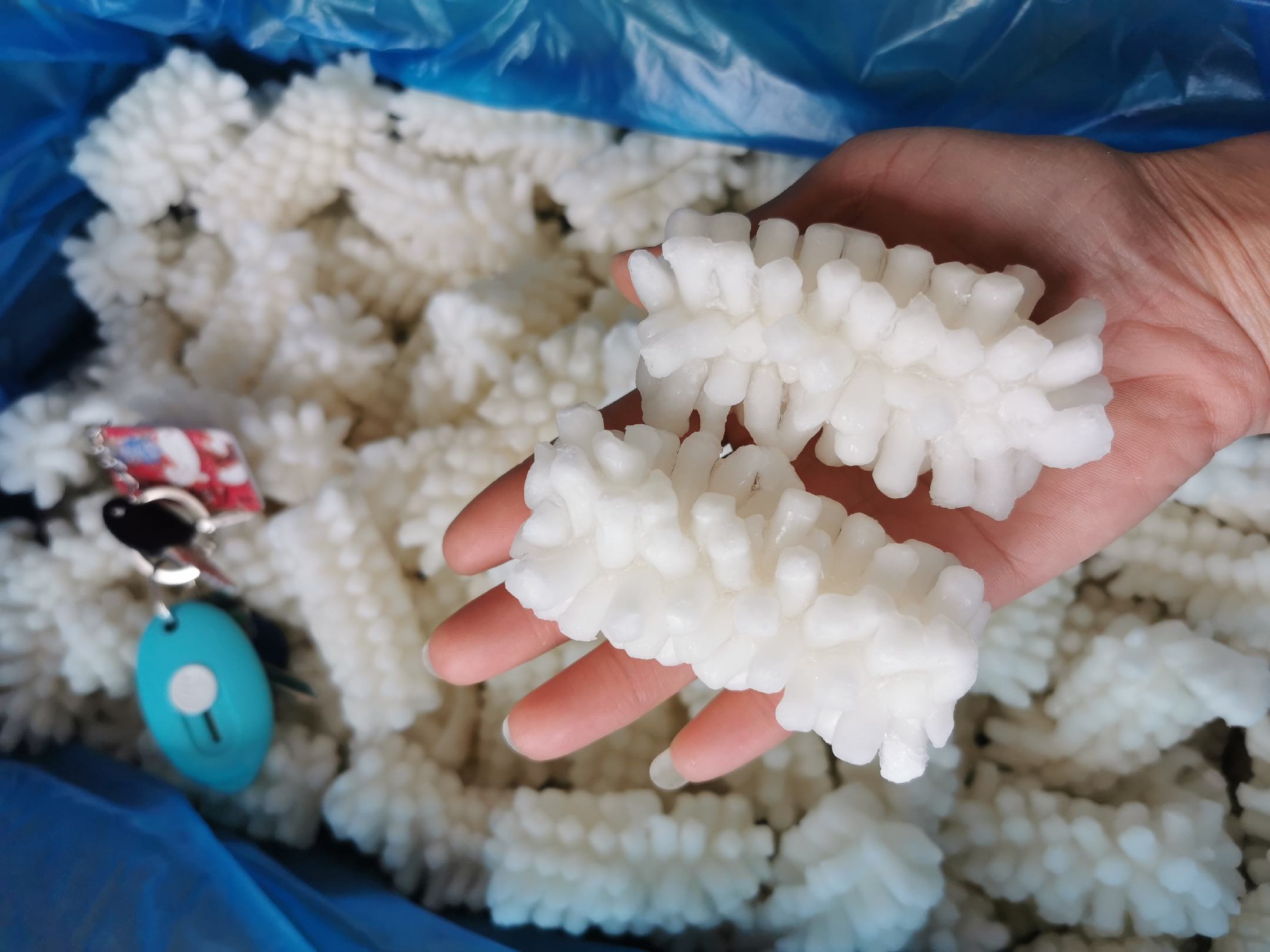 海兔与鱿鱼对比图