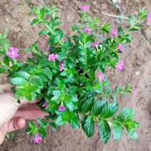 精品满天星大量上市，基地直发直销，诚信经营，欢迎各位老板