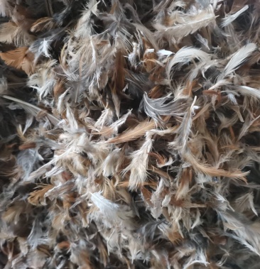 [鸡副产品批发]鸡毛价格1.50元/斤 - 一亩田