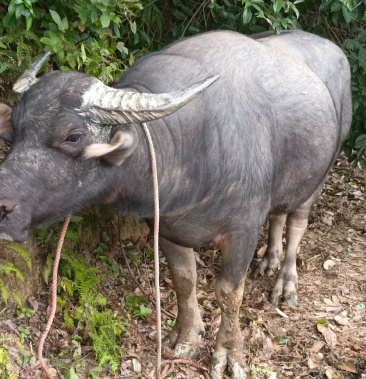 本地土水牛公的母的都有大小自己挑