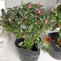 杜鹃花盆栽花卉植物室内花带苞大颗老桩四季开花植物好养易活